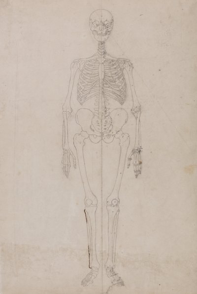 Esposizione anatomica comparativa della struttura del corpo umano con quella di una tigre e di un co... da George Stubbs